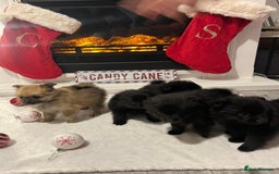 Pomeranian dogs for sale: POMERANIAN PUPPIES FOR SALE. BEAUTIFUL! - Advert 1