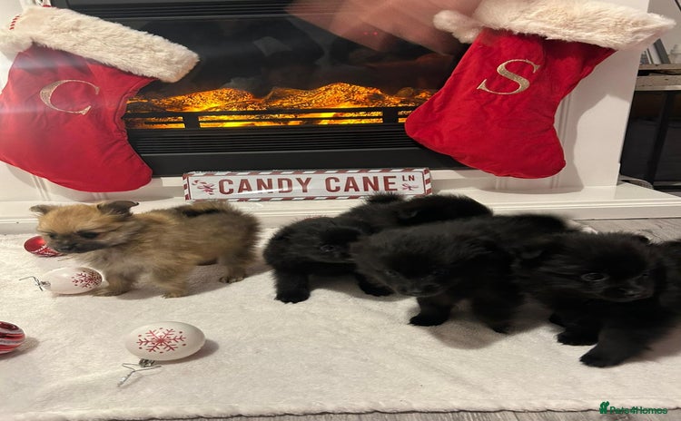 Pomeranian dogs POMERANIAN PUPPIES FOR SALE. BEAUTIFUL! - Advert 1