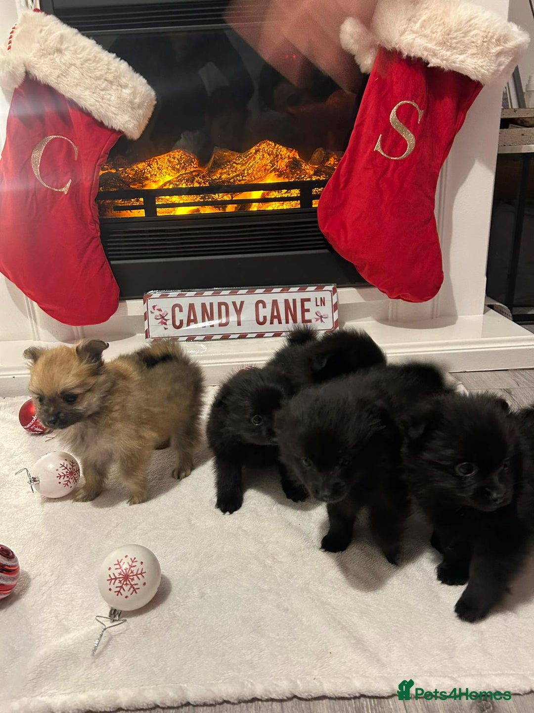 Pomeranian dogs for sale: POMERANIAN PUPPIES FOR SALE. BEAUTIFUL! - Advert 1