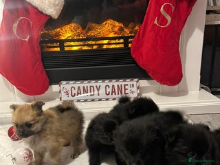 Pomeranian dogs POMERANIAN PUPPIES FOR SALE. BEAUTIFUL! - Advert 2