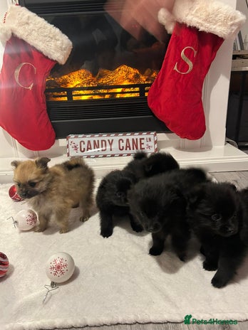 Pomeranian dogs POMERANIAN PUPPIES FOR SALE. BEAUTIFUL! - Advert 2