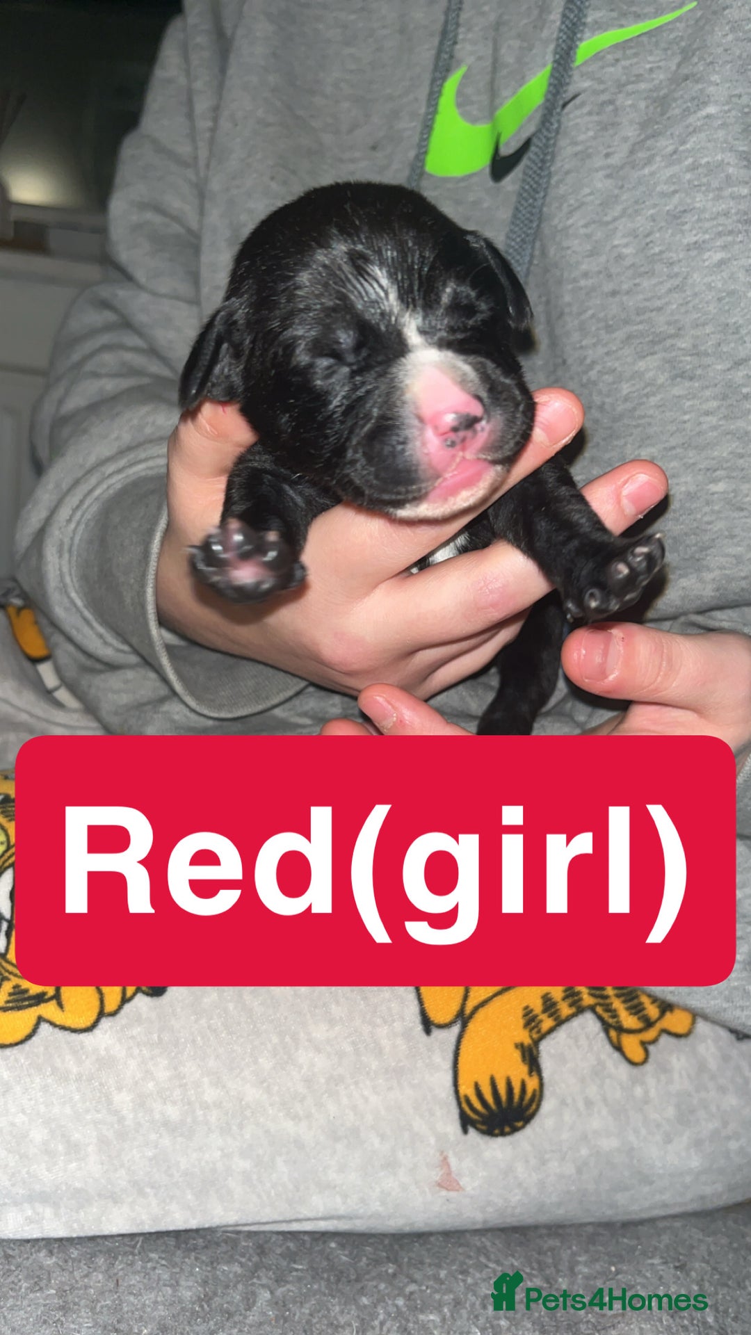 Mixed Breed dogs for sale: Dalmatian/Labrador cross staffy  - Image 13