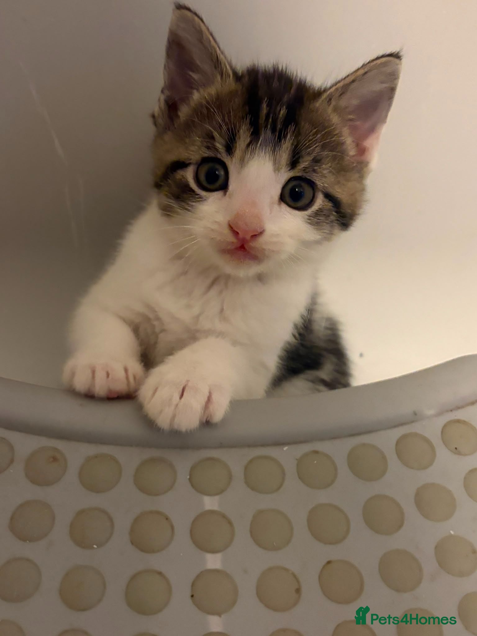 Mixed Breed cats Gorgeous litter of kittens. READY NOW - Advert 1