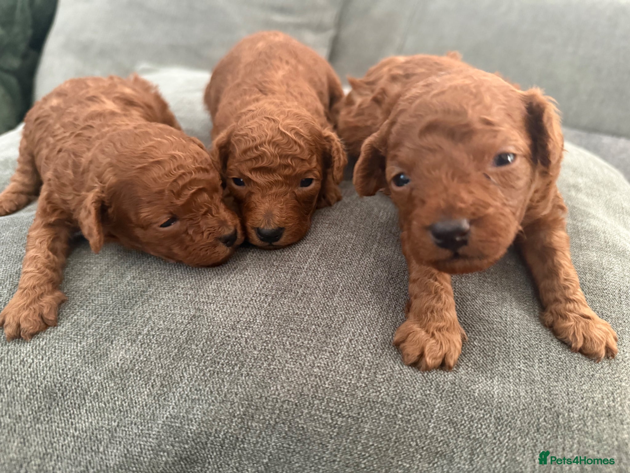 Toy Poodle dogs Asian Toy Poodle Puppy - Advert 5