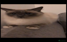 Ragdoll cats for sale: 2 x GCCF Registered Ragdolls for Sale - Image 5