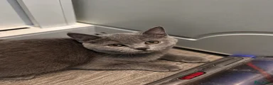 Scottish Fold 2