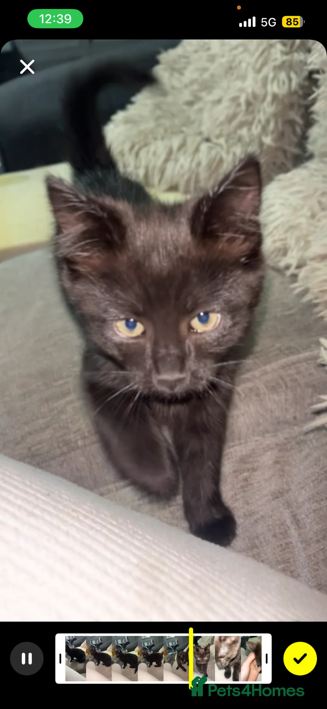 Mixed Breed cats for sale: Cat for sale in Leicester - Advert 2