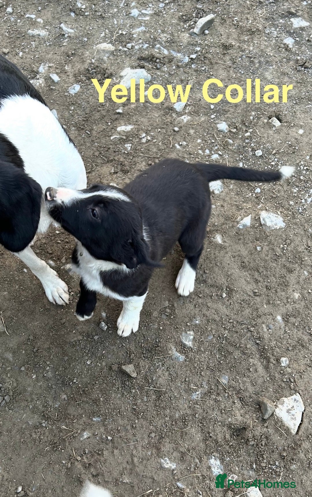 Border Collie dogs for sale: Gorgeous Border Collie pups - Image 6