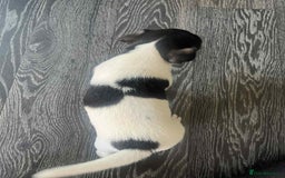 Jack Russell dogs for sale: Beautiful litter of Jack Russell pups - Image 24