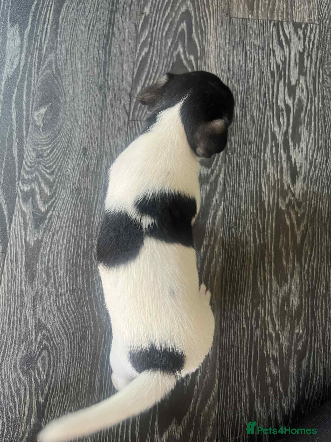 Jack Russell dogs for sale: Beautiful litter of Jack Russell pups - Image 24