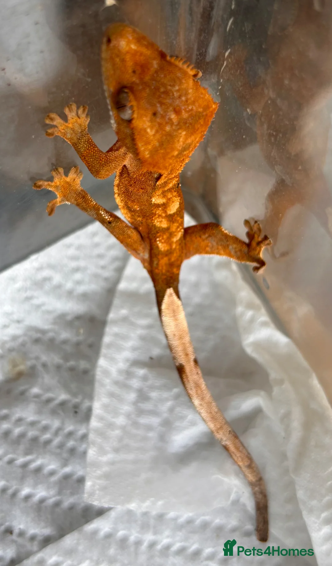 Gecko reptiles for sale: Baby Crested Geckos in Grimsby - Advert 4