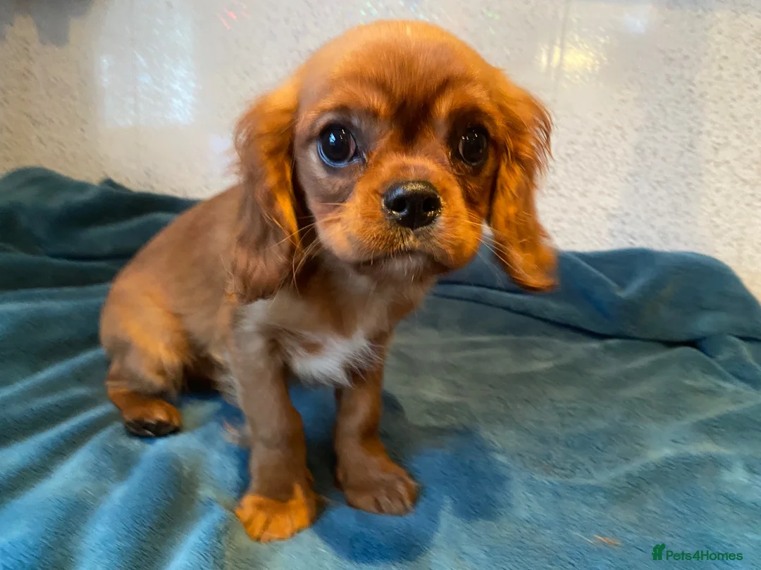 Cavalier King Charles Spaniel dogs for sale: Cavalier King Charles spaniel  - Advert 1