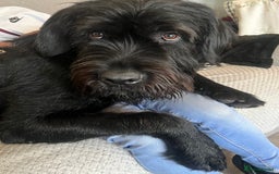 Mixed Breed dogs for sale: Cane corso cross giant schnauzer  - Image 5