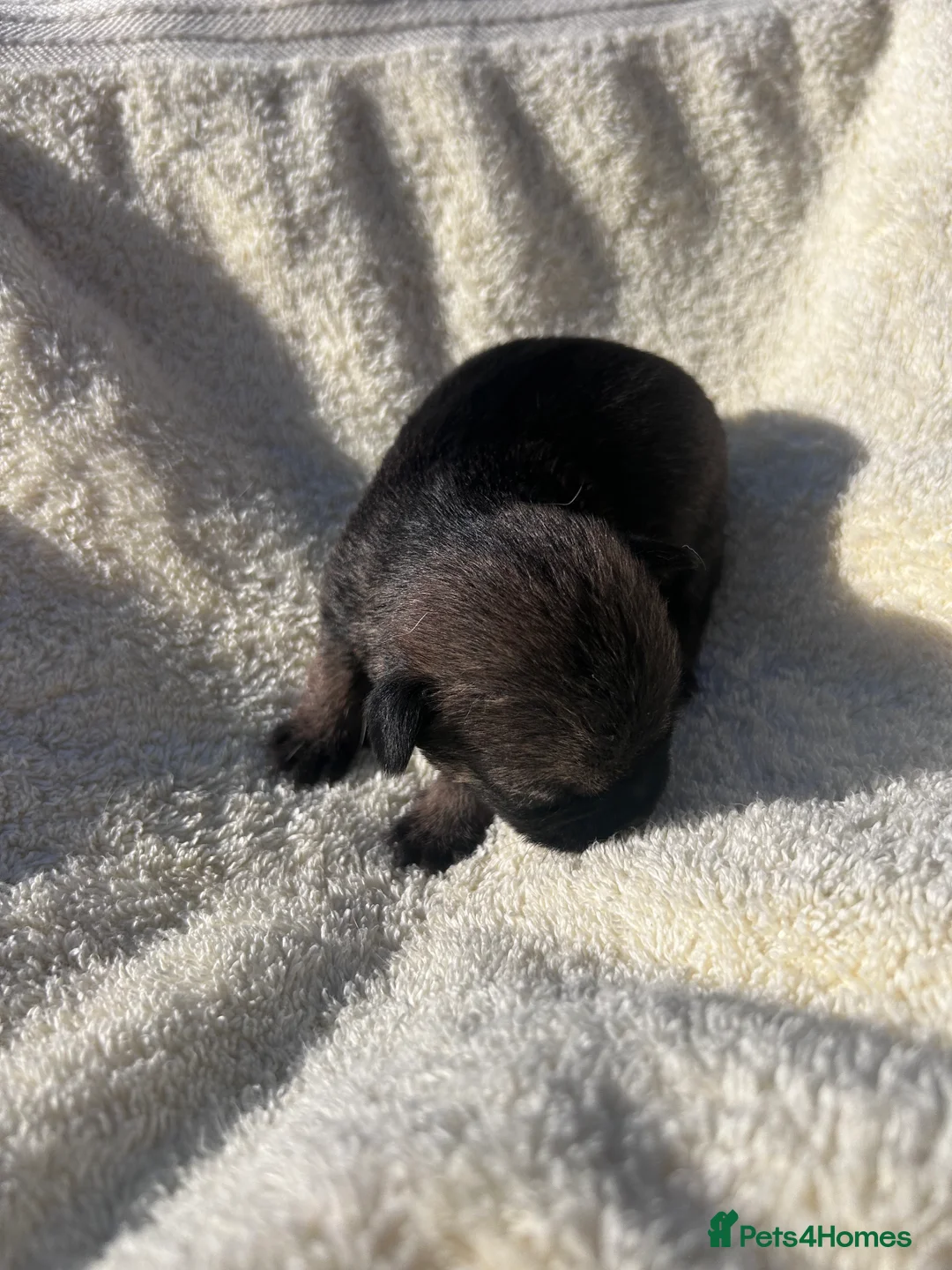 Border Terrier dogs for sale: Border terrier puppys in Ashford - Advert 2