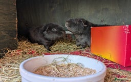 Guinea Pig rodents for sale: Teddy guinea pig boars available now  - Image 1