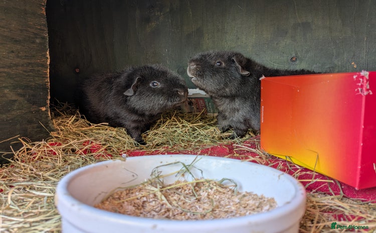 Guinea Pig rodents - Advert 1