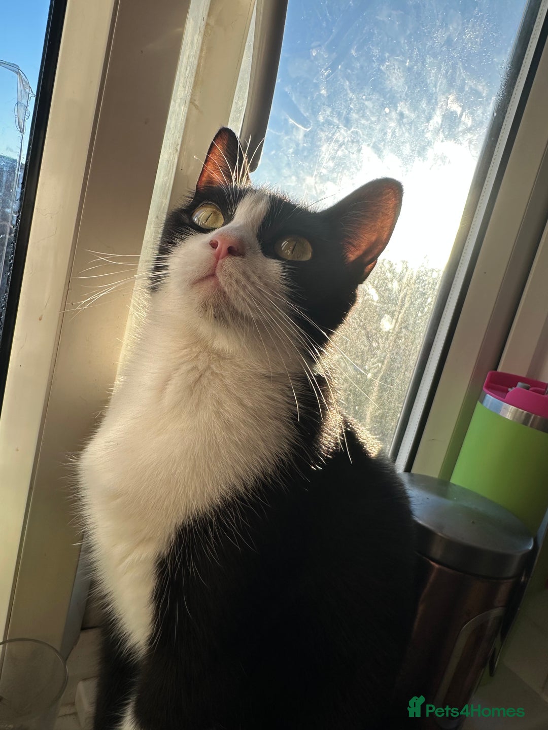 Mixed Breed cats for sale: Beautiful 2 year old moggie  - Image 5