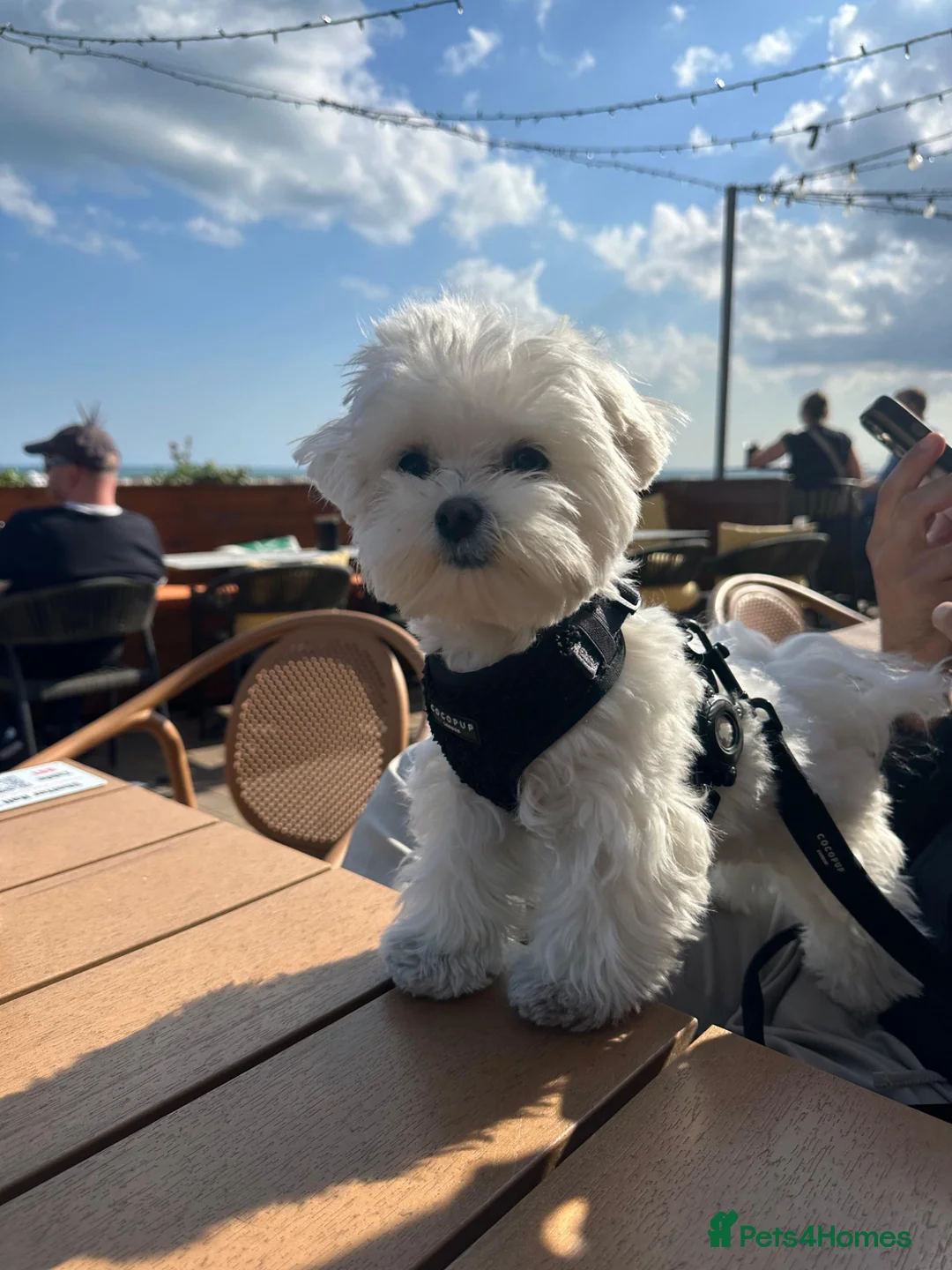 Maltese dogs for stud: Maltese kc champion lines health tested for Stud - Advert 2