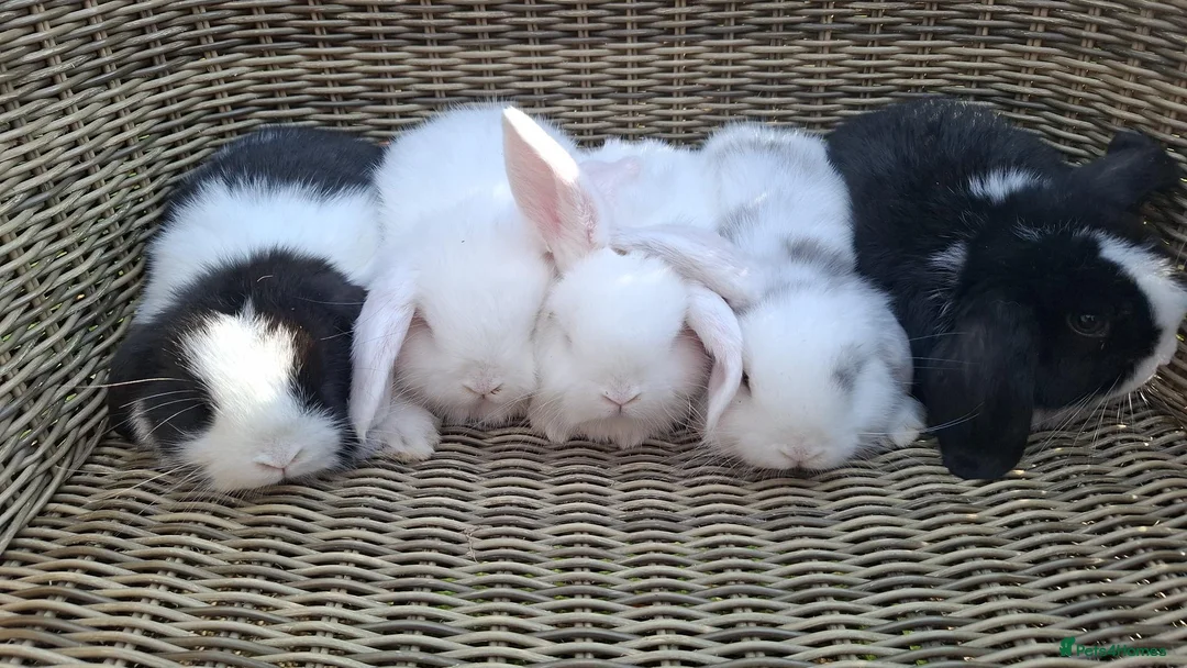 Mini Lop rabbits for sale: Bundles of fluff ready to be reserved  - Advert 2