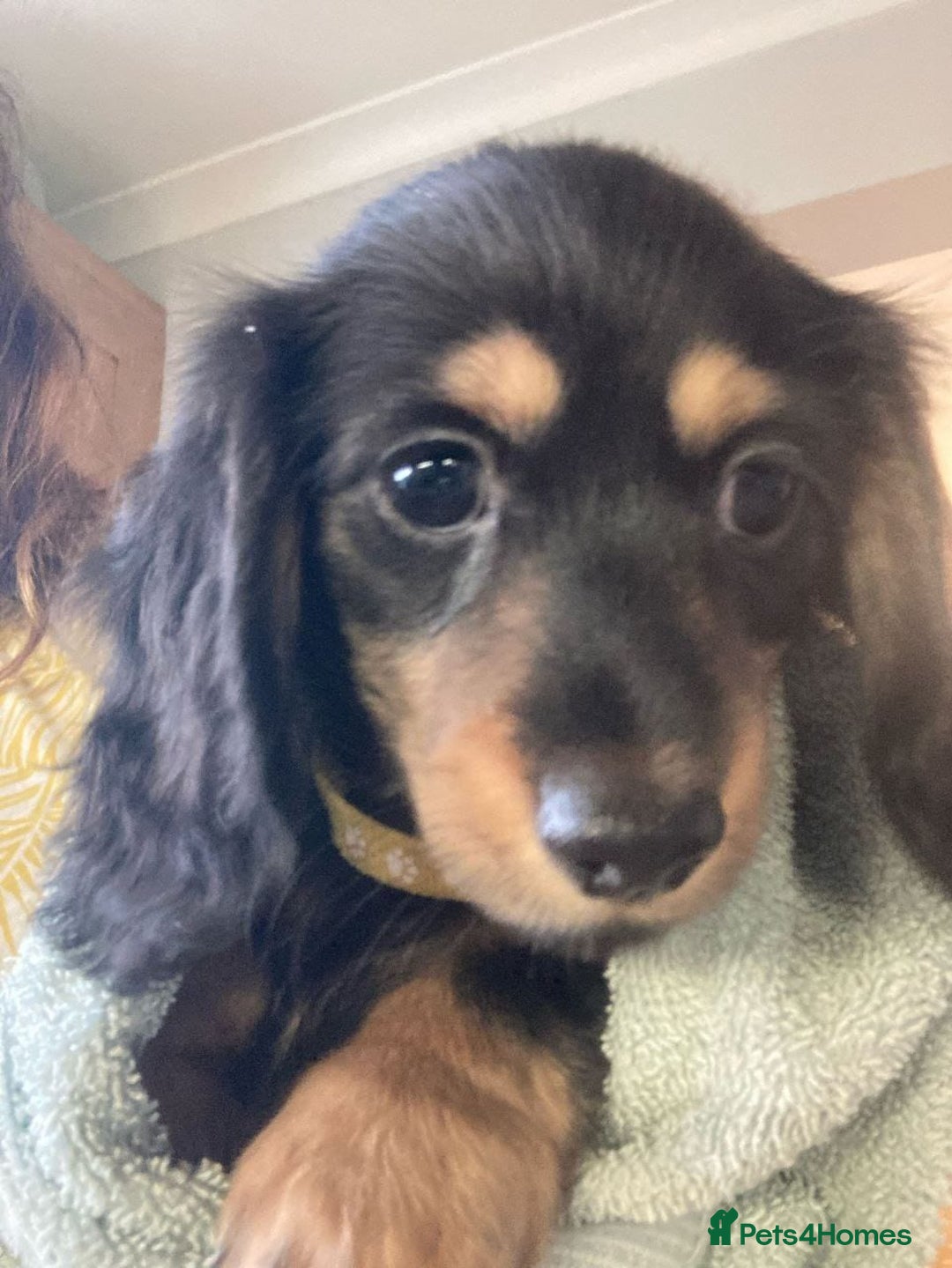 Miniature Dachshund dogs for sale: ADORABLE LONG-HAIRED MINIATURE DACHSHUND PUPPIES - Image 3