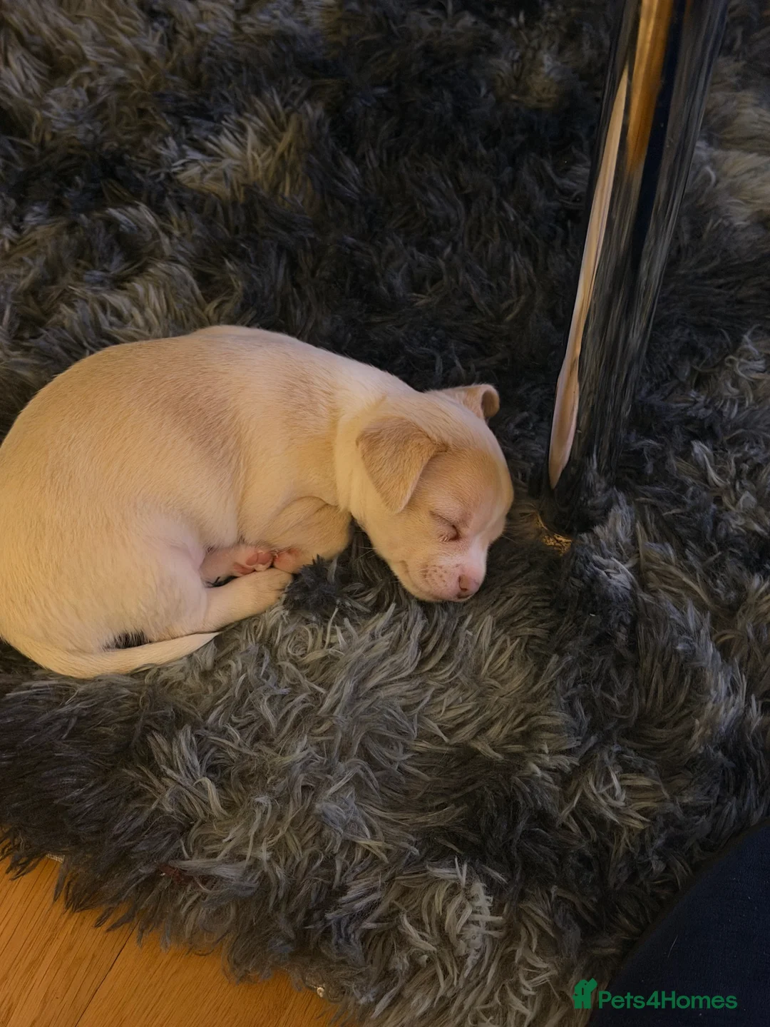 Chihuahua dogs for sale: 8 week old toy chihuahua puppy - Advert 5