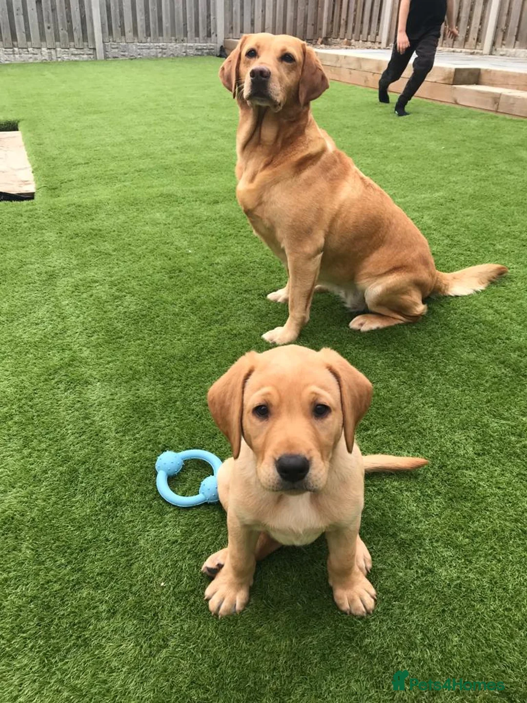 Gallery Image {{count}}