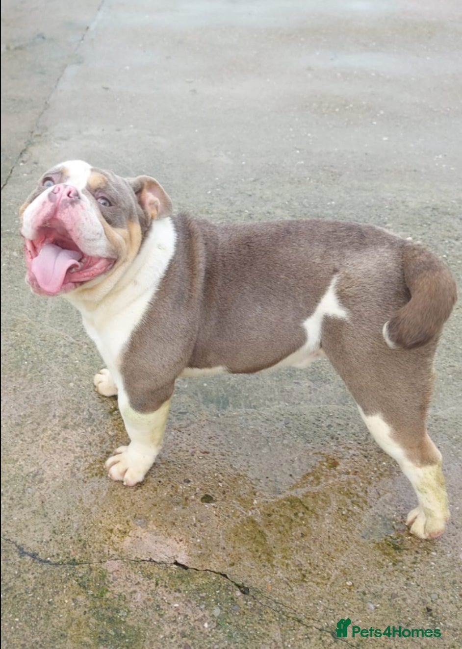 Mixed Breed dogs Bentley Old Tyme Bulldog - Advert 21