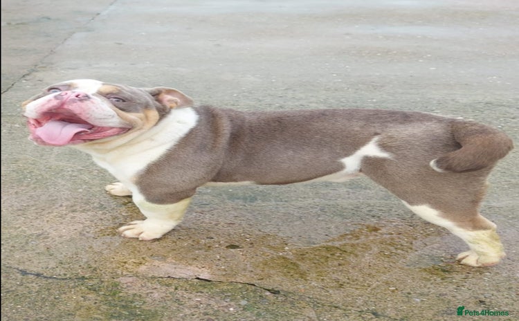 Mixed Breed dogs - Advert 3