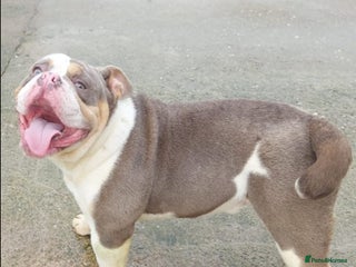 Mixed Breed dogs - Advert 4