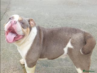 Mixed Breed dogs Bentley Old Tyme Bulldog - Advert 9