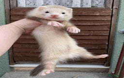 Ferret rodents for sale:  SOLD Please get in touch if looking for a kit - Image 2
