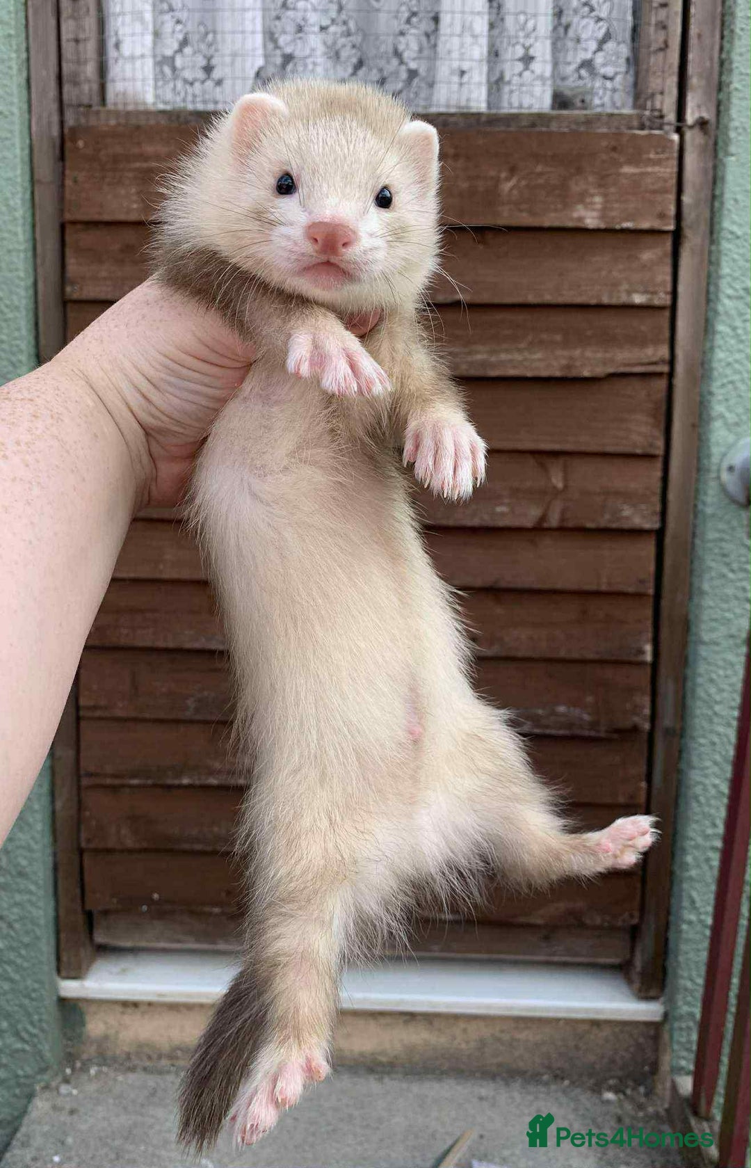 Ferret rodents for sale:  SOLD Please get in touch if looking for a kit - Image 2