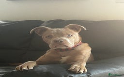 Mixed Breed dogs for sale: American bully pup 8 months  - Image 5