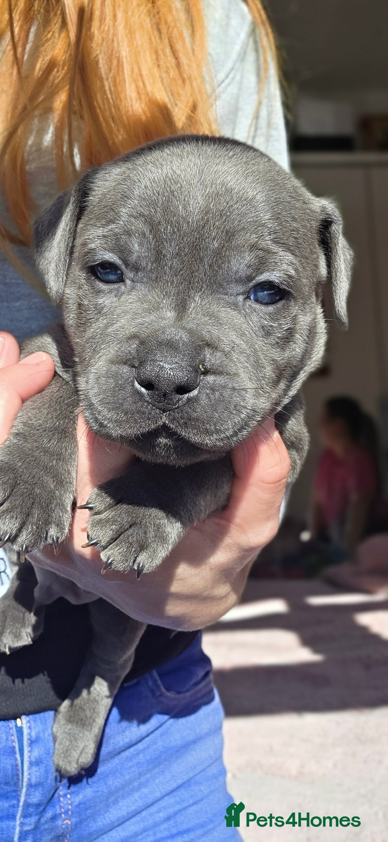 Staffordshire Bull Terrier dogs KC Reg Staffordshire Bull terrier puppies  - Advert 2