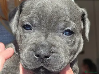 Staffordshire Bull Terrier dogs KC Reg Staffordshire Bull terrier puppies - Advert 4