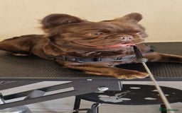 French Bulldog dogs for stud: Visual fluffy Choc Rojo and Isabella  in London - Image 7
