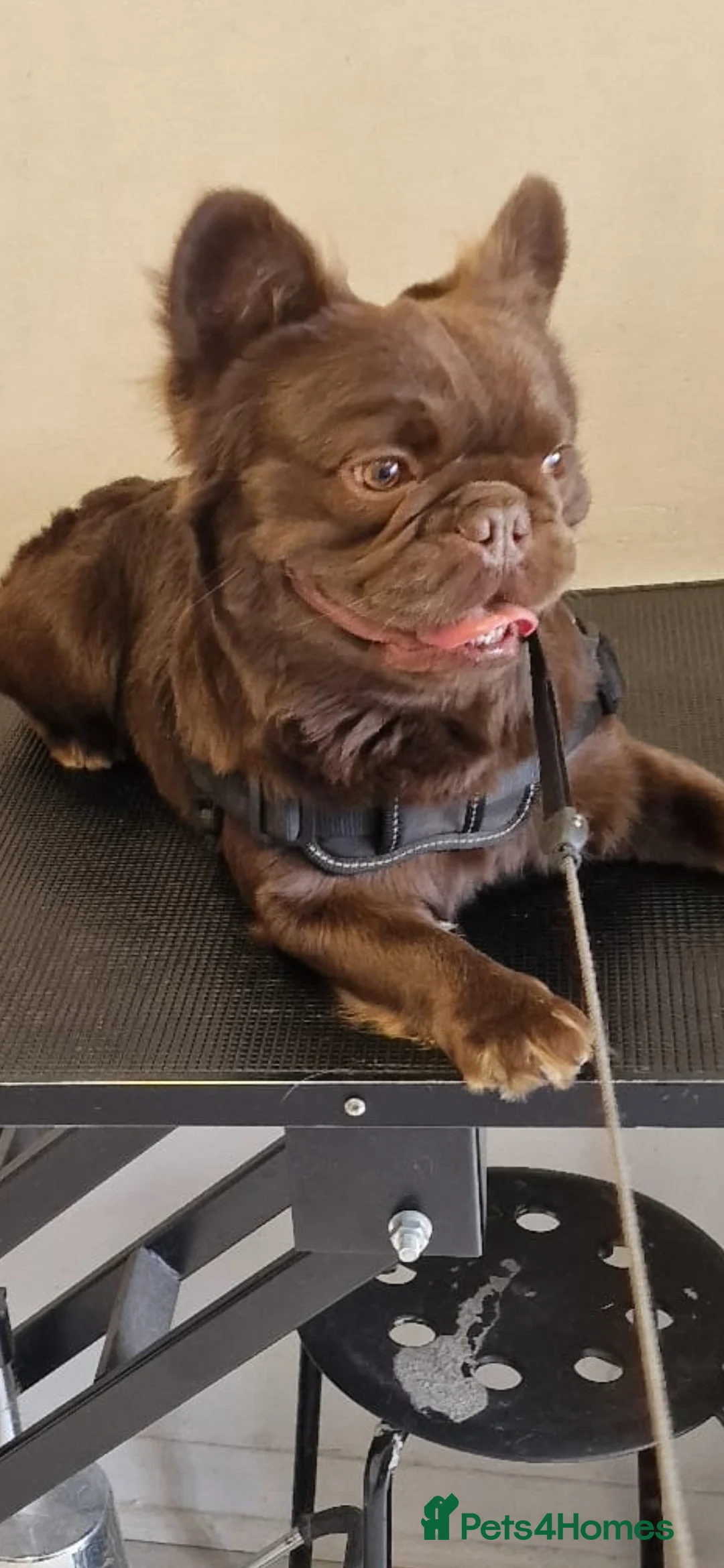 French Bulldog dogs for stud: Visual fluffy Choc Rojo and Isabella  in London - Advert 7