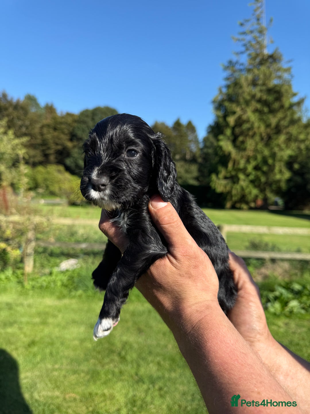 Cocker Spaniel dogs for sale: Working cocker spaniel - Image 8