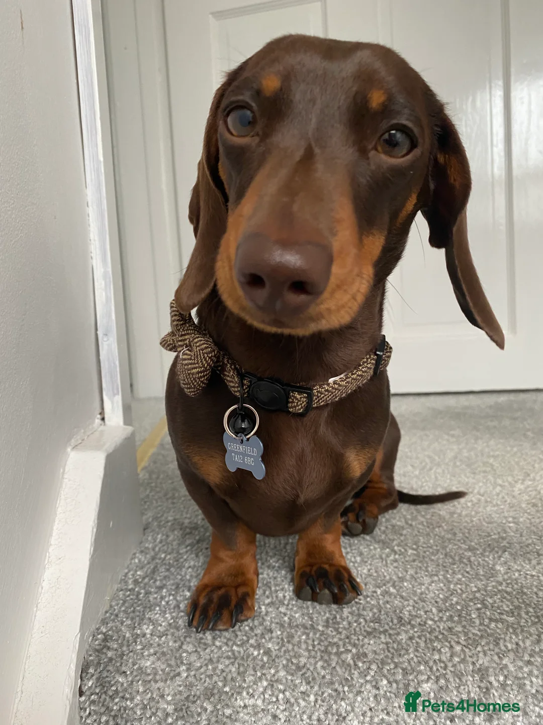 Miniature Dachshund dogs for stud: Minature Dachshund for stud!! *PRA CLEAR* in Martock - Advert 4