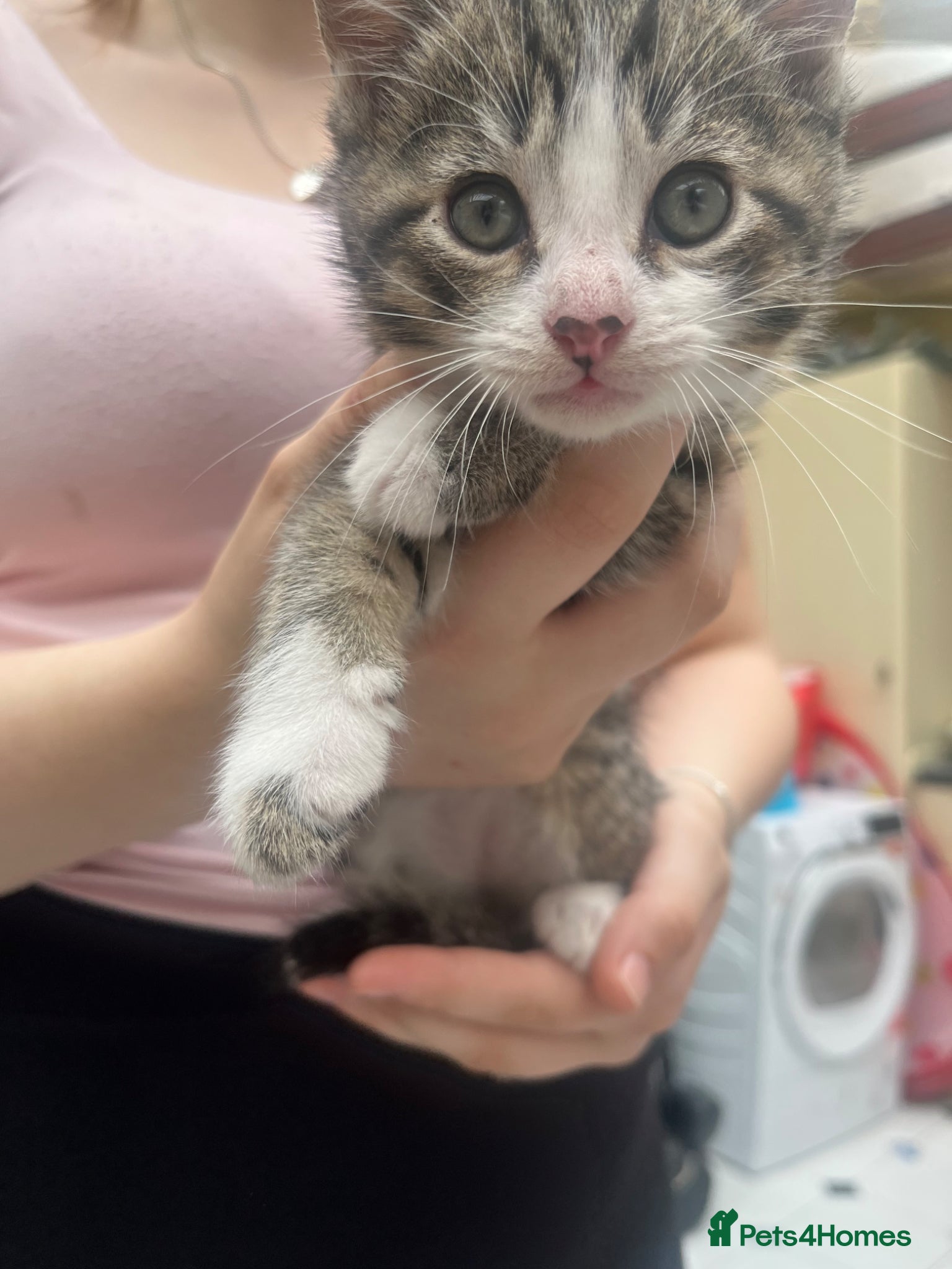 Mixed Breed cats  4 beautiful males ready now  - Advert 1