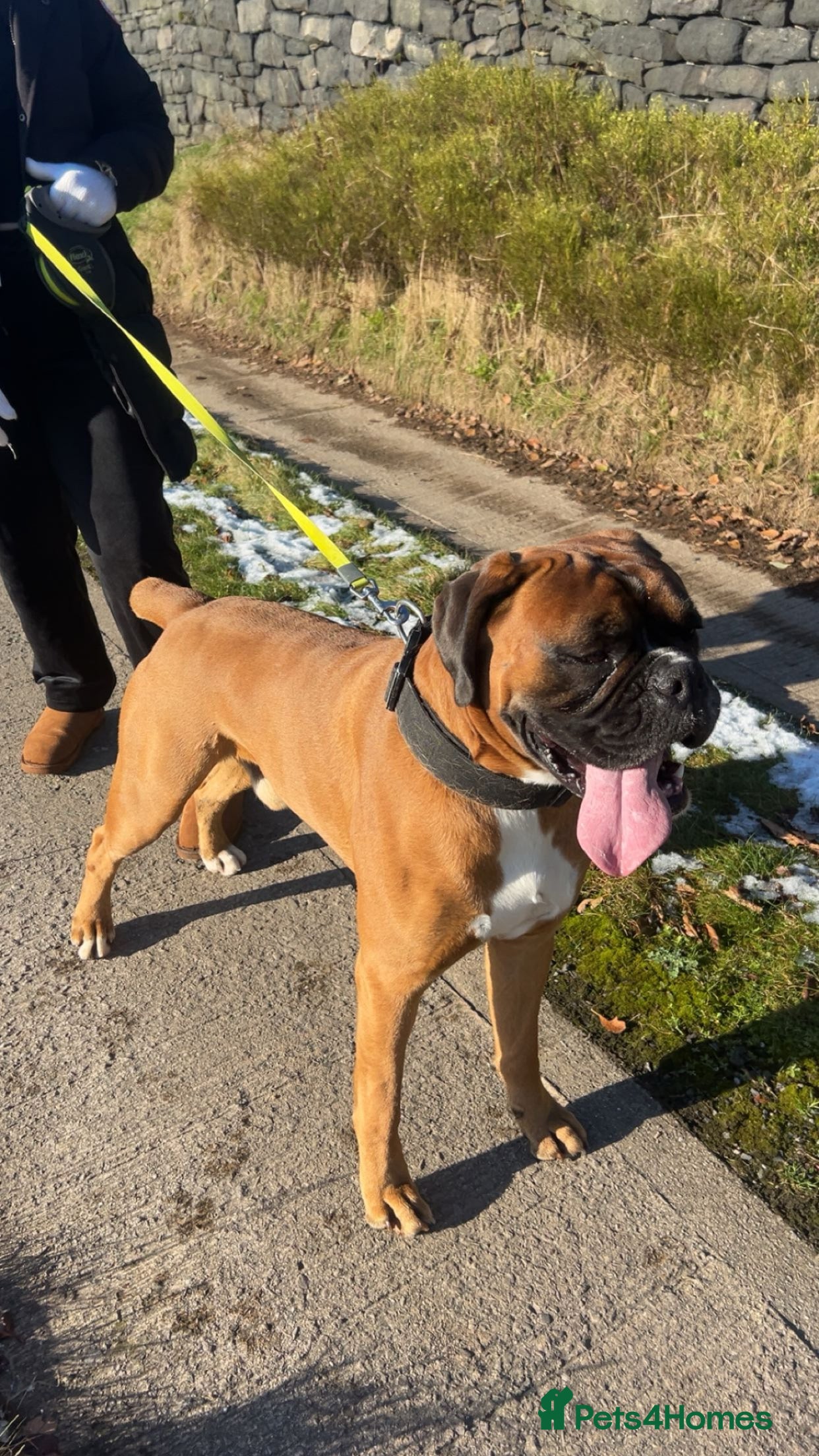 Boxer dogs Proven Tailed KC Reg Stud, health tested & heart 0 - Advert 12