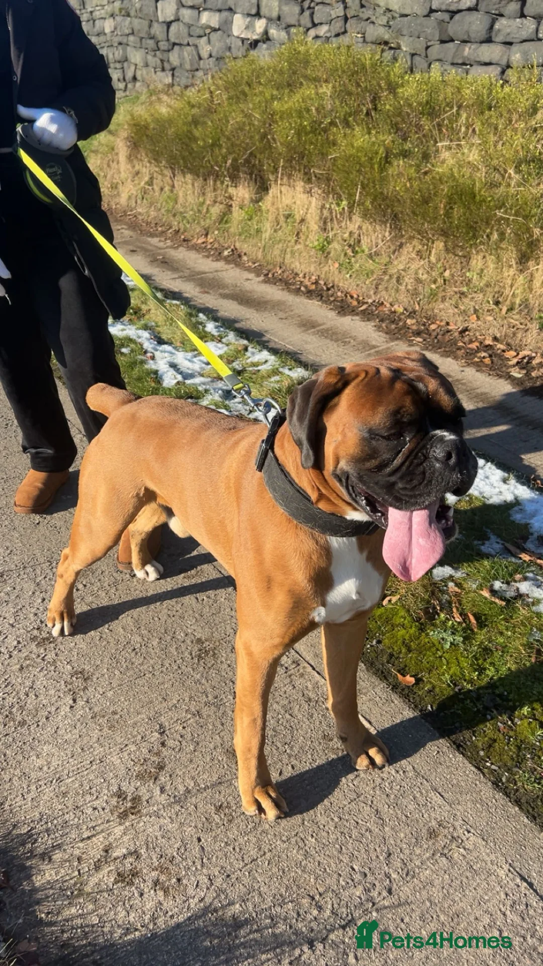 Boxer dogs for stud: Proven Tailed KC Reg Stud, health tested & heart 0 - Advert 2