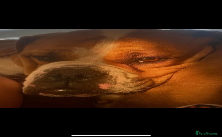 English Bulldog dogs - Advert 1