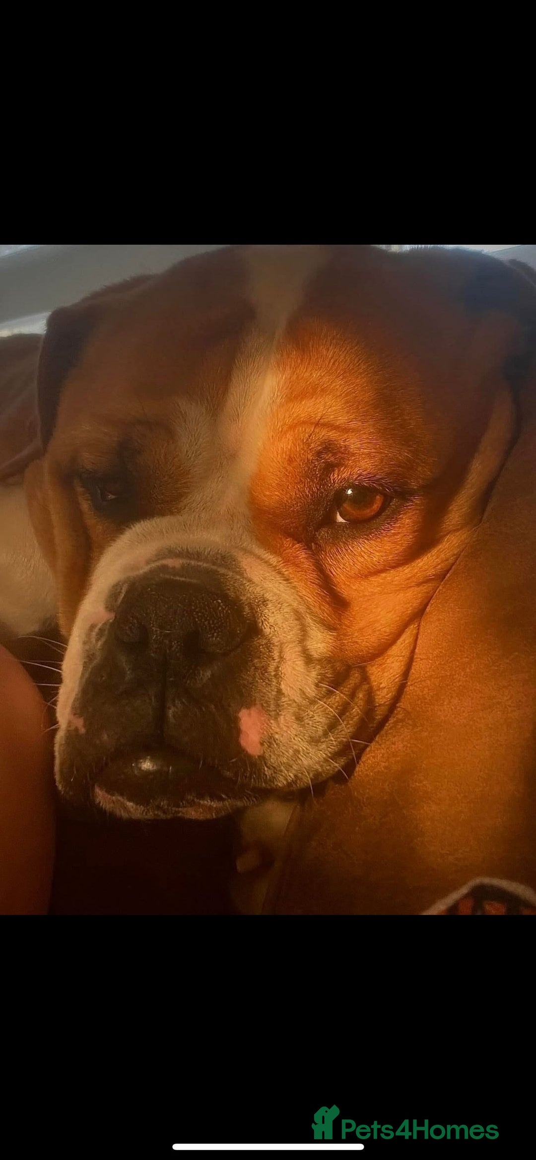 English Bulldog dogs for sale: Victorian Bull dog  - Image 1