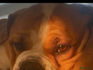 English Bulldog dogs - Advert 10