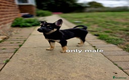 Mixed Breed dogs for sale: Stunning Shepsky Pups! - Image 7