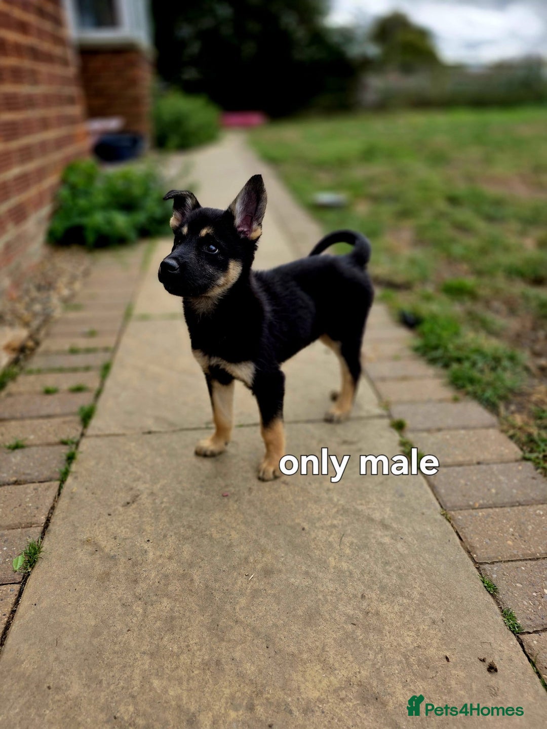Mixed Breed dogs for sale: Stunning Shepsky Pups! - Image 7