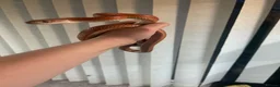 Corn Snake reptiles for sale: 2 year old cornsnake for rehome  - Advert 3