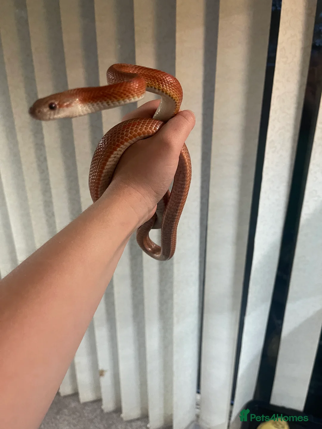 Corn Snake reptiles for sale: 2 year old cornsnake for rehome  - Advert 3