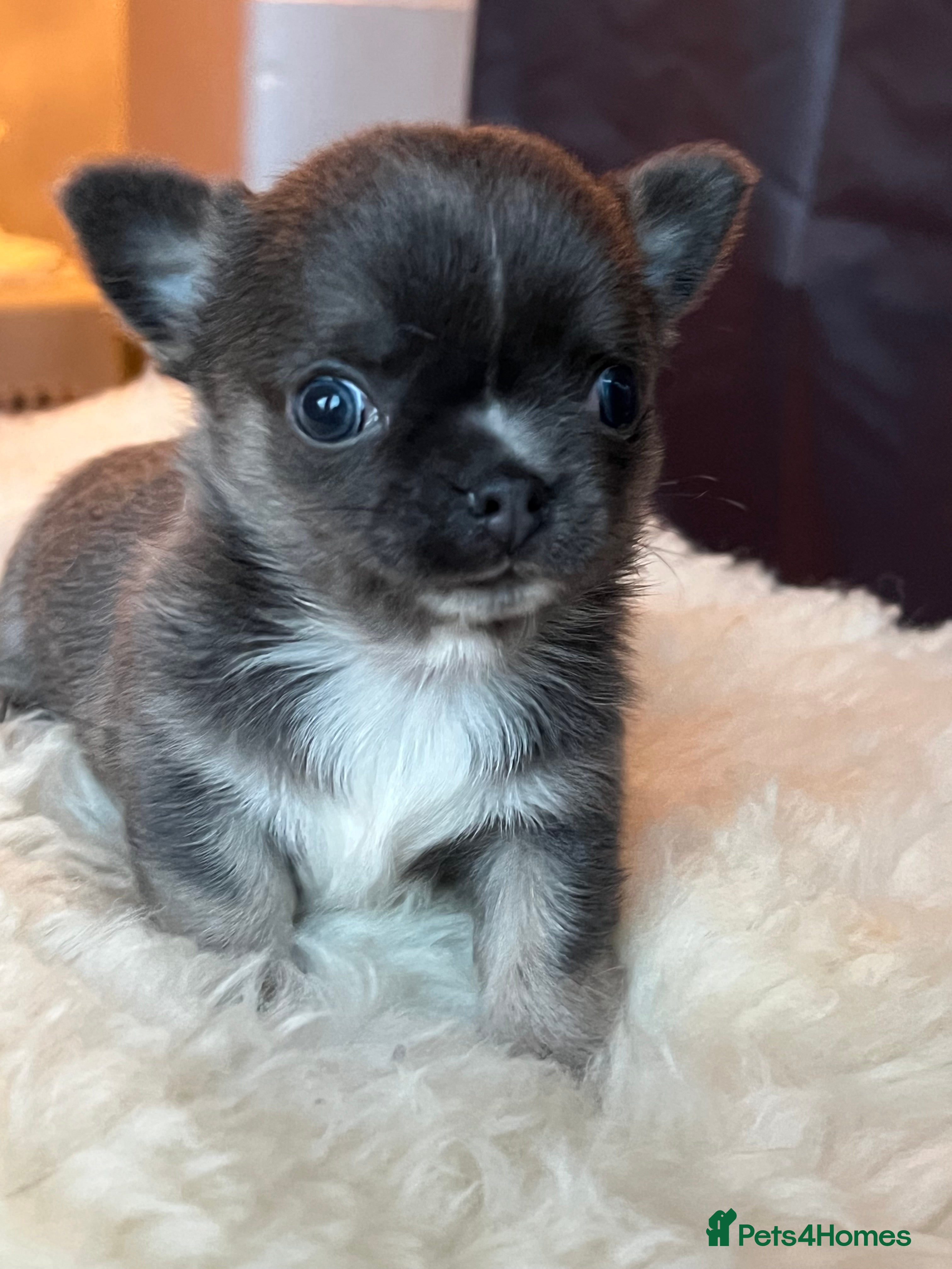 Chihuahua dogs Stunning top quality long haired Chihuahuas - Advert 1